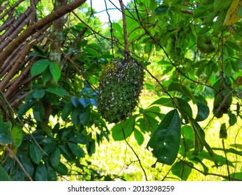 Guyabano Tree High Res Stock Images Shutterstock