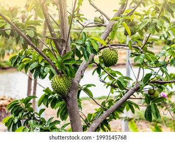 Guyabano Tree High Res Stock Images Shutterstock