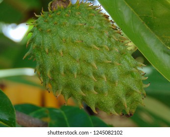 Soursop Jackfruit Dutch Durian Belanda Annona Stock Photo 1245082102 ...