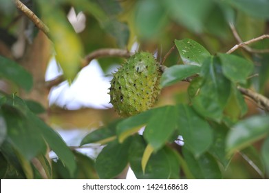 Download 8200 Gambar Durian Belanda Keren Gratis HD