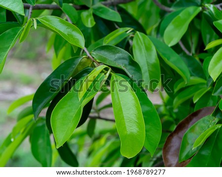 Similar – Image, Stock Photo Fruit of an Annona plant From bobmachee