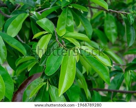 Image, Stock Photo Fruit of an Annona plant From bobmachee