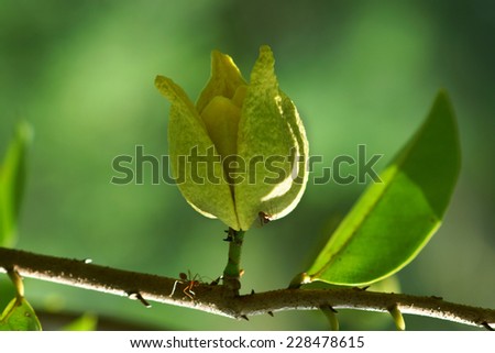 Similar – Image, Stock Photo Fruit of an Annona plant From bobmachee