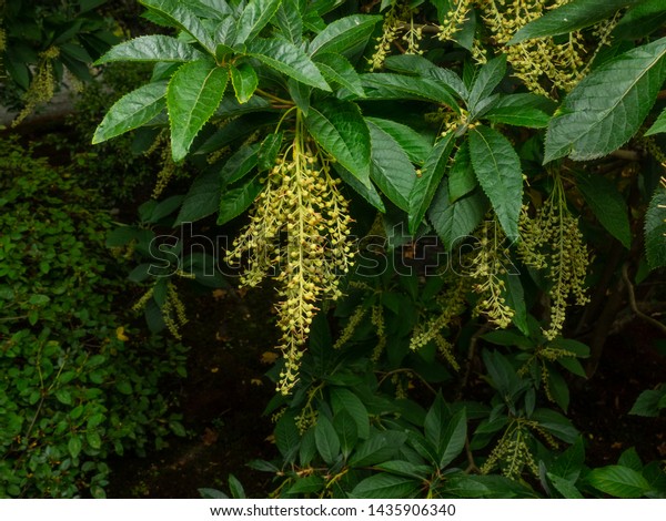 Sourwood (Oxydendrum arboreum)\
is the sole species in the genus Oxydendrum, in the family\
Ericaceae.