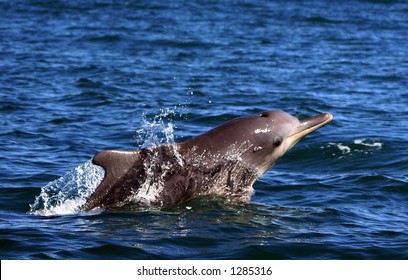 Sousa Chinensis (Humpback Dolphin) Surfacing In South Africa