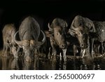 South Africa. Cape buffalos drinking at a waterhole at night.