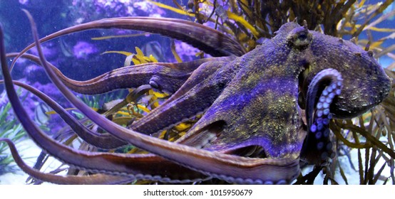 South Africa Colorful Octopus Close Up Underwater