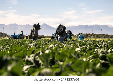 In South Africa, farmworkers are diligently harvesting vegetables, preparing them for the market. Their efforts ensure that fresh produce is packed and ready for distribution. - Powered by Shutterstock