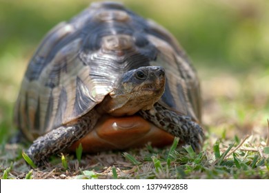 South Africa Land Turtle Stock Photo 1379492858 | Shutterstock