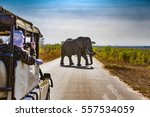 South Africa. Safari in Kruger National Park - African Elephants (Loxodonta africana)