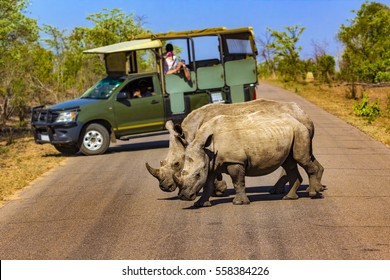 Südafrika. Safari im Kruger Nationalpark - Weiße Nashörner (Unterart Südweiße Nashörner, Ceratotherium simum simum). Selektiver Fokus im Vordergrund