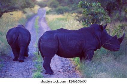 South Africa: Two rhino's blocking the road in Shamwari Game Reserve near Port Elizabeth in the Western Cape