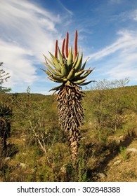 South African Aloe