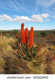 South African Aloe In Bloom 