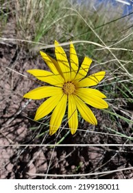 South African Beautiful Yellow Flower