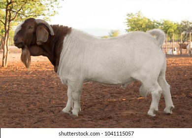south african boer goat