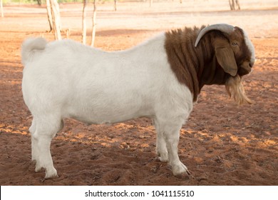 South African Boer Goat