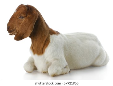 south african boer goat doeling with reflection on white background