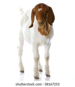 South African boer goat doeling standing with reflection on white background