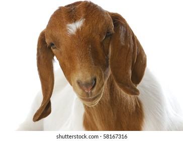 south african boer goat doeling portrait on white background