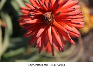 South African Cape Aloe Ferox Flower