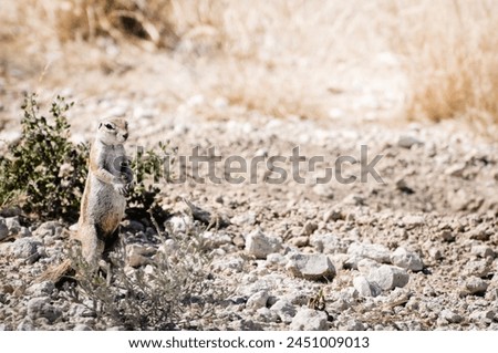 south african Cape ground squirrel