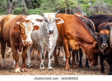 South African Cattle In The Kraal