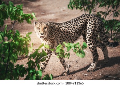 South African Cheetah Portrait Maked In Namibian Savanna