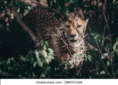 South African Cheetah Portrait Maked In Namibian Savanna