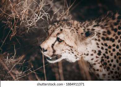 South African Cheetah Portrait Maked In Namibian Savanna