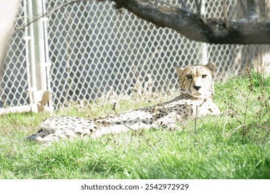 A South African cheetah resting in its enclosure in the zoo - Powered by Shutterstock