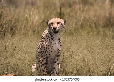 South African Cheetah Sitting On The Grass In The Field And Smiling