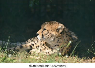 South African Cheetah Is Taking A Rest