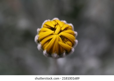 South African Daisy Is About To Bark. A Beauty In The Bud