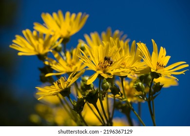 South African Daisy Against Blue Sky, Netherlands

