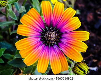 South African Daisy, African Daisy, Cape Marguerite