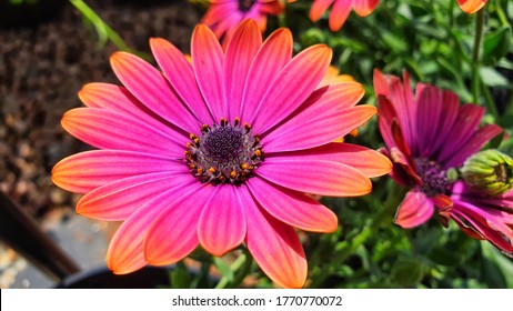 South African Daisy, African Daisies, Cape Marguerite