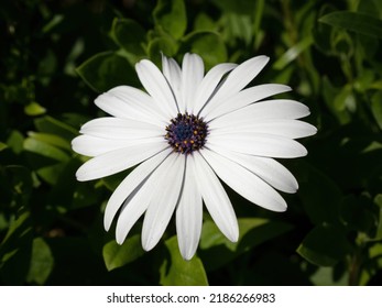 South African Daisy (Dimorphotheca Ecklonis), Daisybush Flower