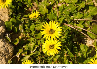 Yellow Weed Images Stock Photos Vectors Shutterstock