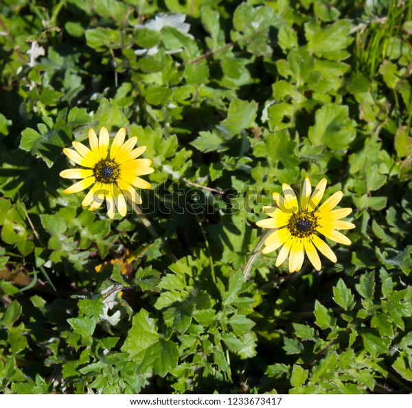 South African Dandelion Cape Weed Arctotheca Stock Photo Edit Now