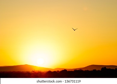 South African Eagle At Sunset