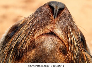 South African Fur Seal At Cape Cross, Namibia