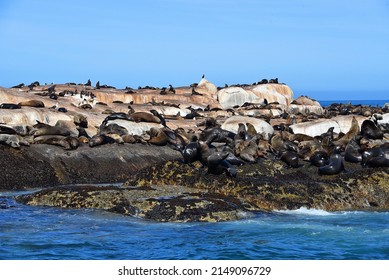 South African Fur Seal On Seal Island, Cape Town