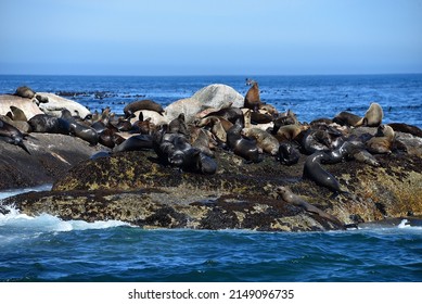 South African Fur Seal On Seal Island, Cape Town