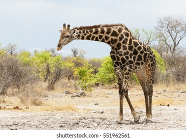 South African Giraffe