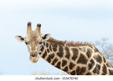 South African Giraffe