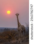 South African giraffe or Cape giraffe (Giraffa giraffa) or (Giraffa camelopardalis giraffa) at sunset. Mashatu Game Reserve. Northern Tuli Game Reserve.  Botswana.