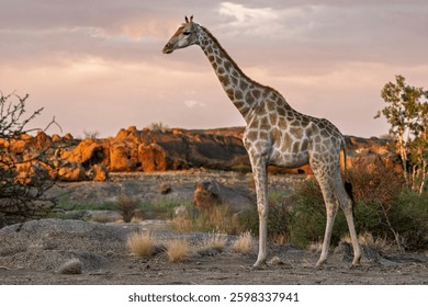 Jirafa sudafricana o jirafa del Cabo (jirafa de jirafa) en el Parque Nacional de las Cataratas Augrabies, Cabo Norte. Sudáfrica.