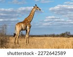 South African Giraffe (Giraffa giraffa giraffa) or Cape giraffe walking on the savanna with a blue sky with clouds in Kruger National Park in South Africa