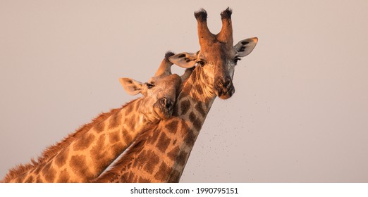 South African Giraffe Nature Photography